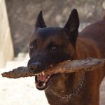 Razones para incluir Mechelen en tu itinerario de viaje por Bélgica